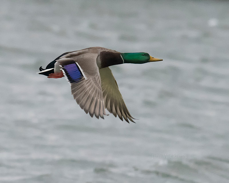 Mallard flying in Lincoln, Nebraska