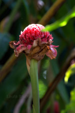 Beautiful flower in Brazil