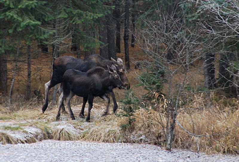 Moose in Montana