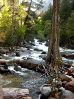 Stream in Yosemite National Park