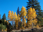 Fall colors in California