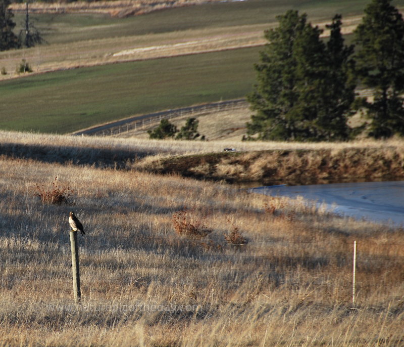 Hawk in Idaho