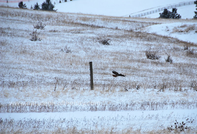 Hawk on the hunt