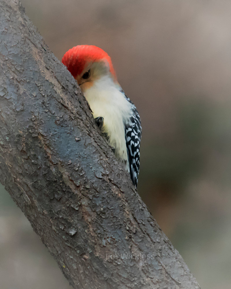 Bird in Nebraska