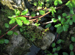 Pretty vegetation in County Clare, Ireland