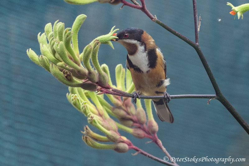 Beautiful Bird in Dandenong Ranges, Victoria, Australia