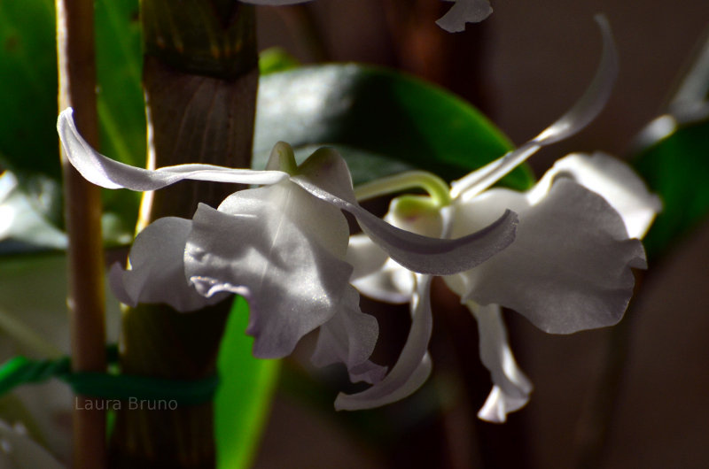 Beautiful flowers in Brazil