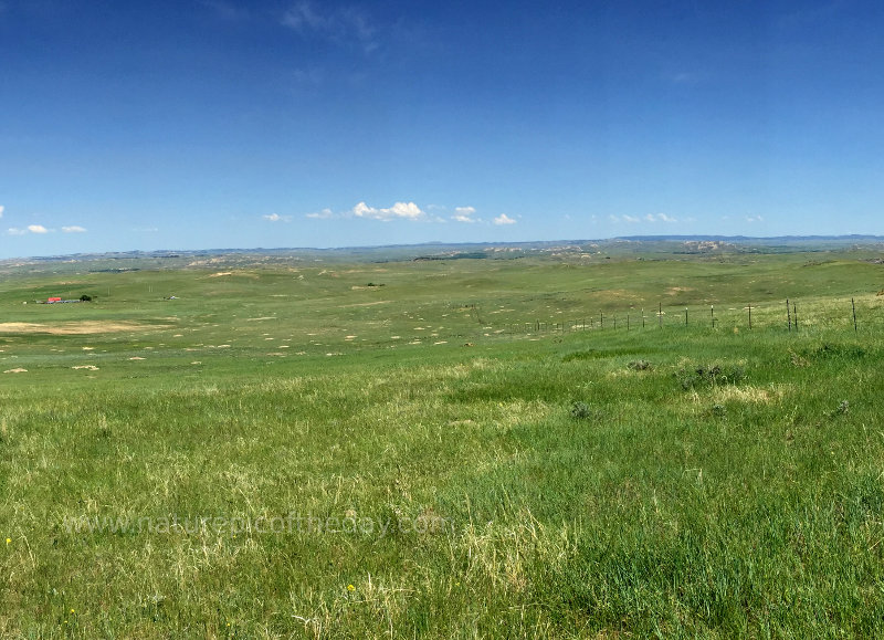 Prairie dog town.