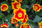 Beautiful tulips in Amsterdam