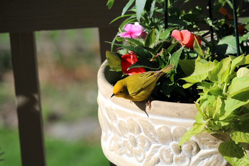 Goldfinch in Minnesota