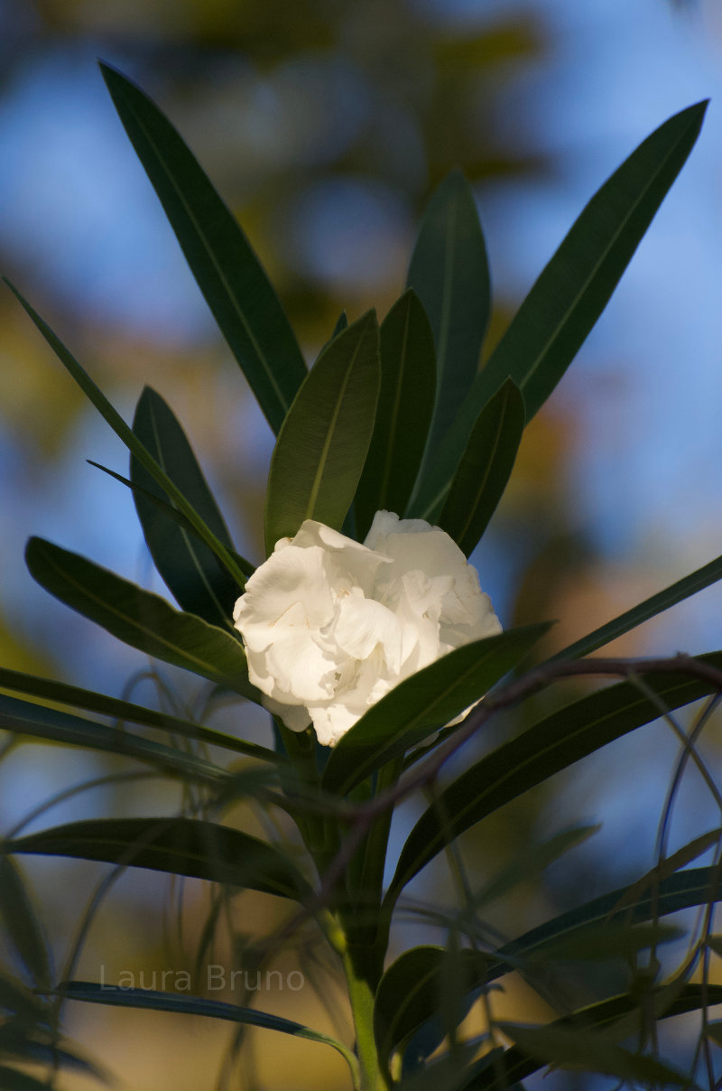 Beautiful Brazilian Flower