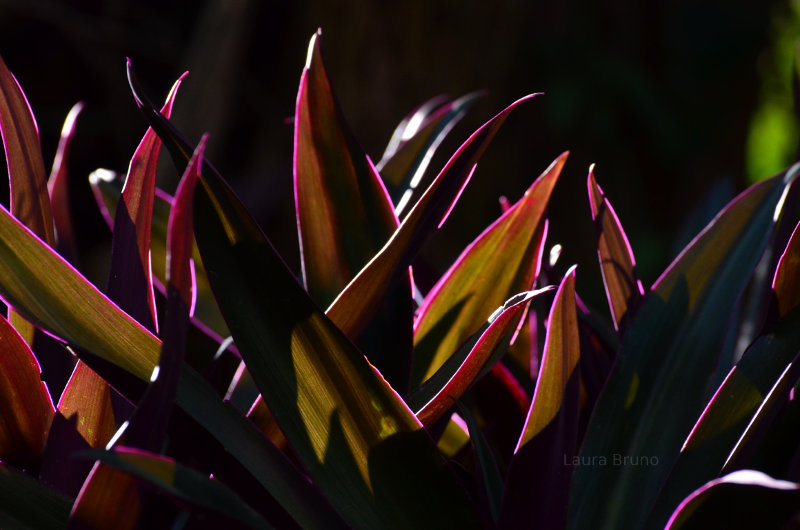 Beautiful Flowers