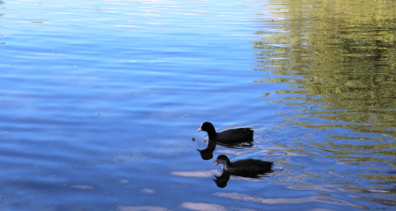 Ducks in the UK