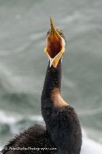 Darter bird in Port Macquarie, NSW, Australia