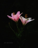 Beautiful lilies in Nebraska