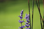 Pretty Purple Flowers in Minnesota