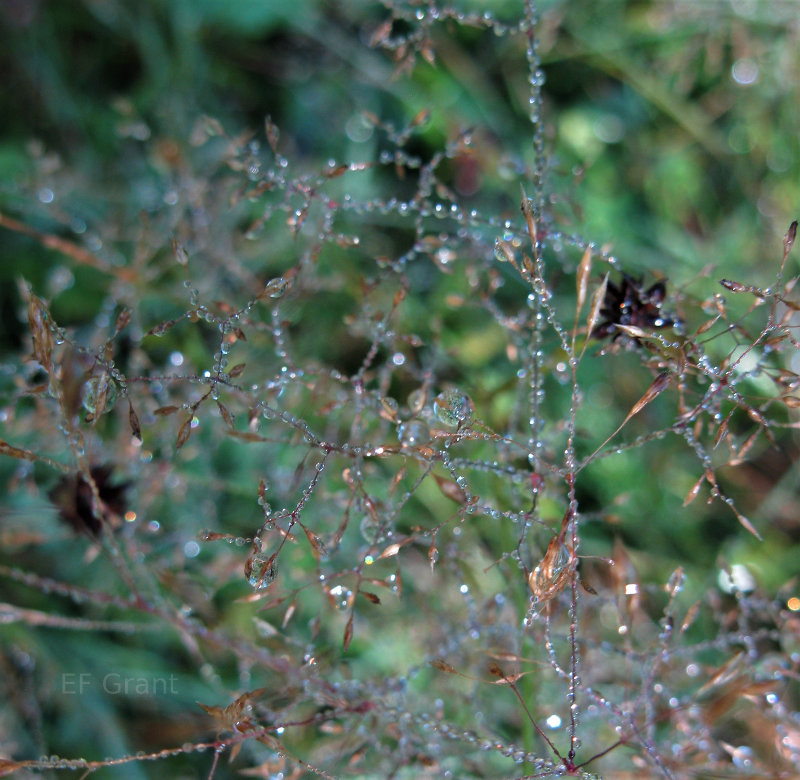 Fresh dew in Bavaria, Germany