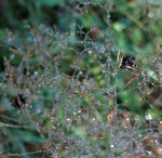 Fresh dew in Bavaria, Germany