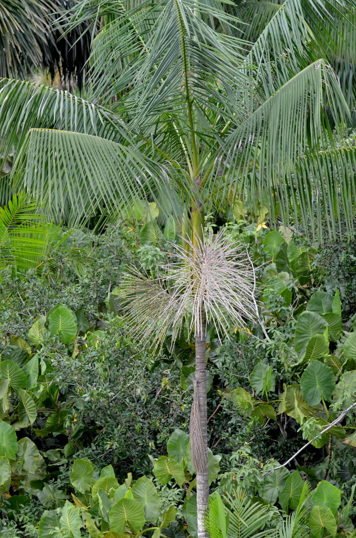 Brazilian forest