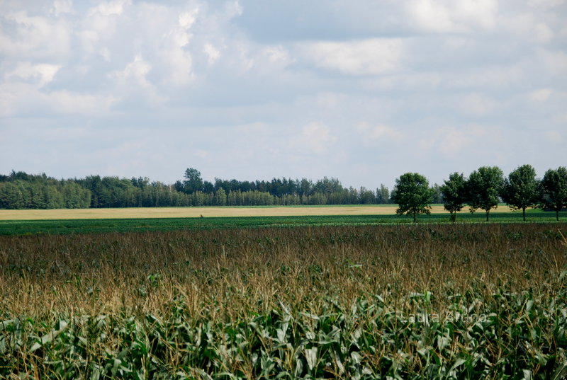 Cornfield in Canada