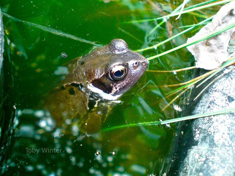 Frog in London