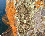 Lichens on a lakeside rock in Minnesota