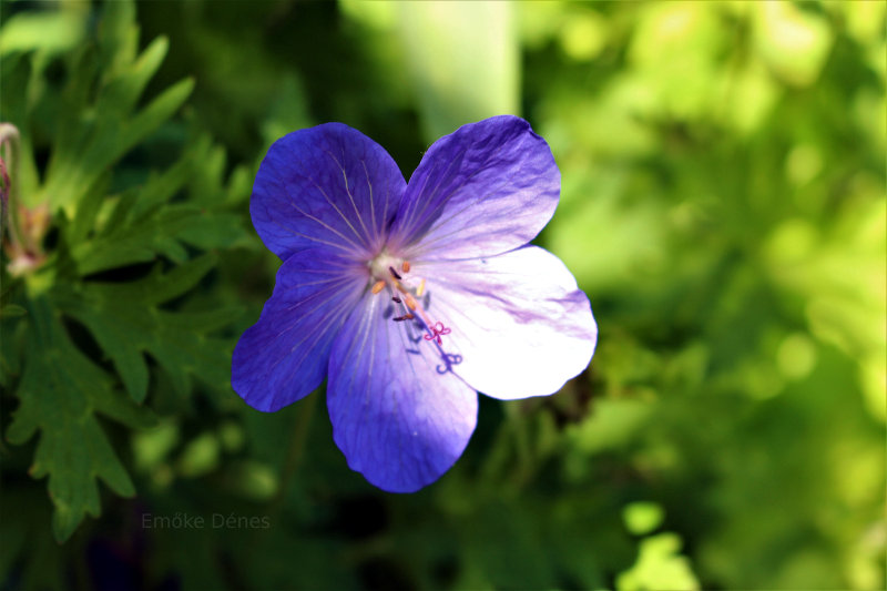 Blue flower in London