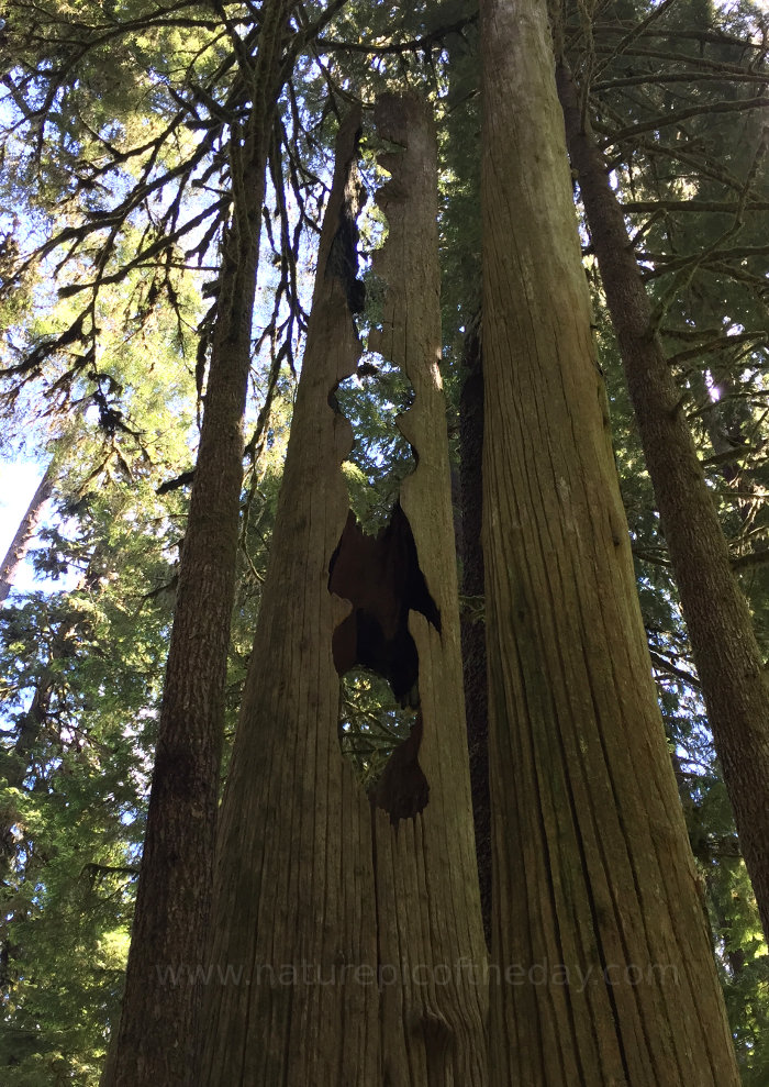 Fire burnt tree in the Quinault Rainforest.