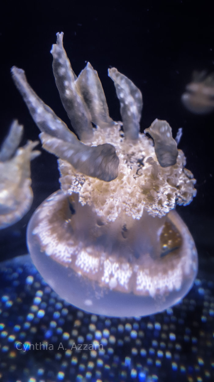 Aquarium creature at Houston Zoo