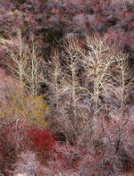 Wild colors near Reno, Nevada