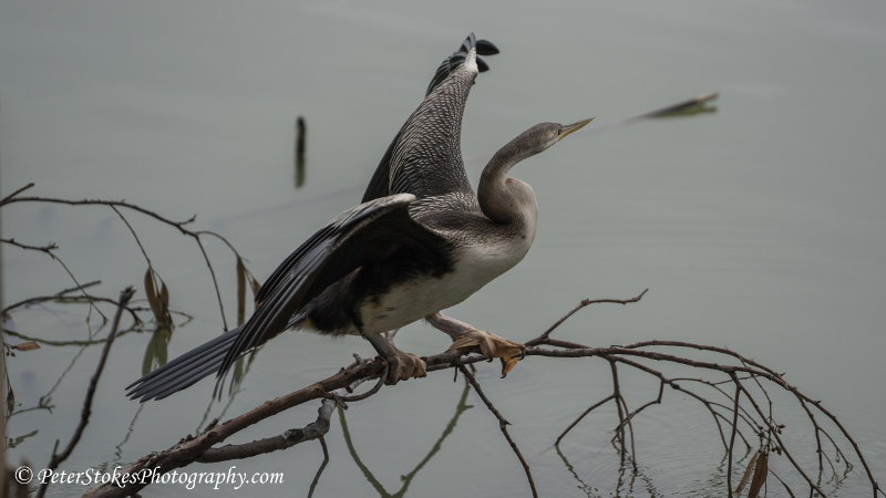 Australian Darter on the Murray River, Wentworth, NSW, Australia