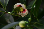 Beautiful Brazilian Bouquet