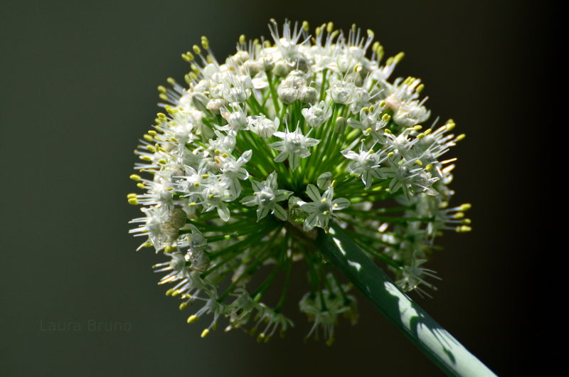 Beautiful Flowering plant in Brazil