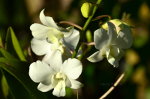 Beautiful Brazilian flower