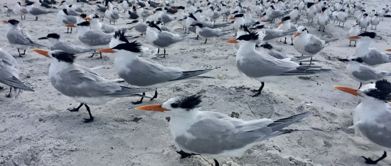 Sea birds all look in the same direction