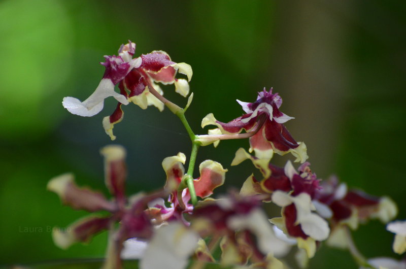 Beautiful Brazilian Flower