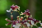 Beautiful Brazilian Flower