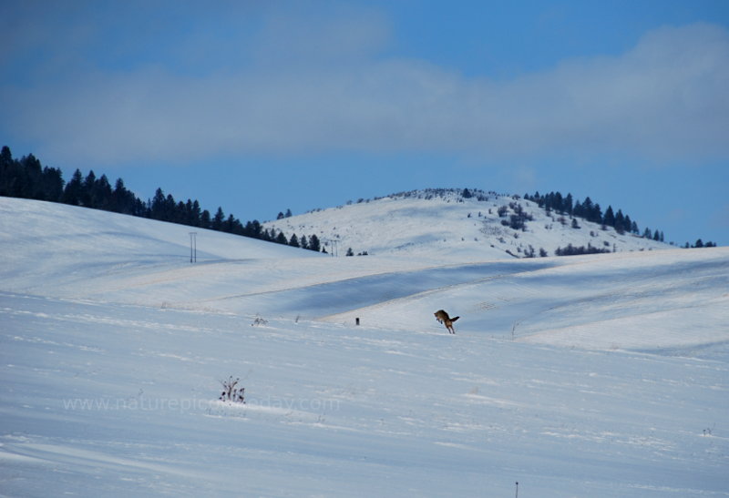 Coyote in Idaho