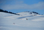 Coyote in Idaho