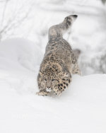 Leopard near Evergreen, MT