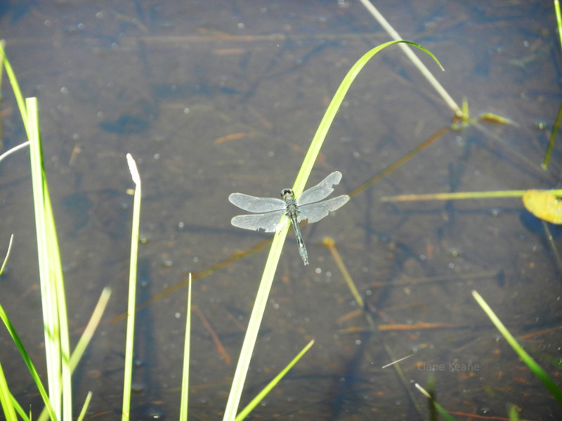 Dragonfly in Montana