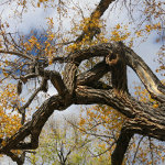 Cottonwood tree near Santa Fe, New Mexico