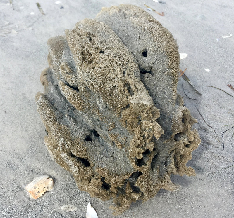 Sponge in Florida