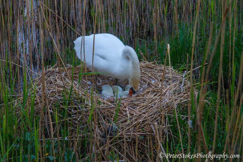 Swan at Llangors Lake, Near Brecon, Wales