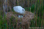 Swan at Llangors Lake, Near Brecon, Wales
