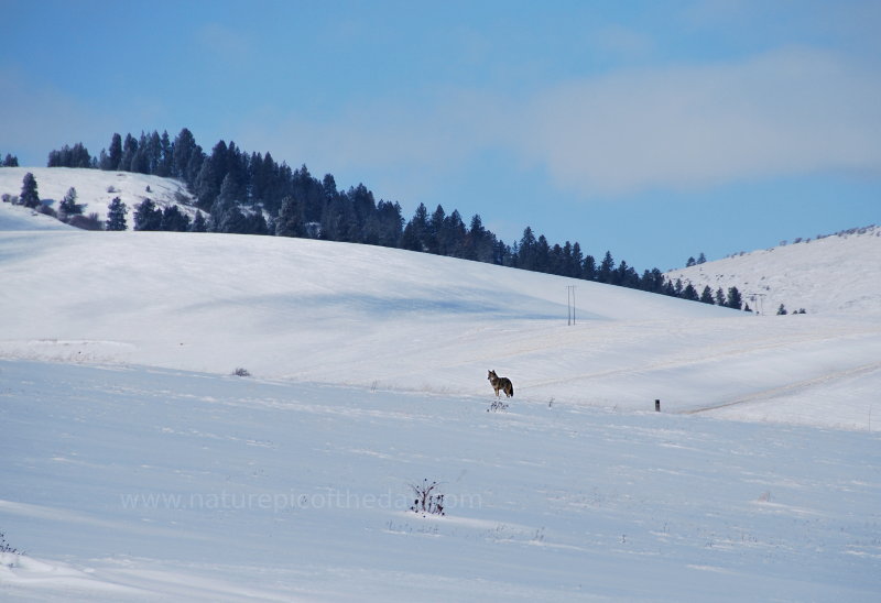 Coyote in Idaho