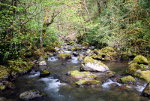 Creek in Washington State