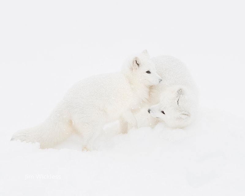 Foxes in the snow!