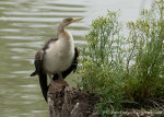 AUstralian Darter bird in Murray River, Wentworth, NSW, Australia