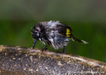 New Holland Honeyeater Dandenong Ranges, Victoria, Australia